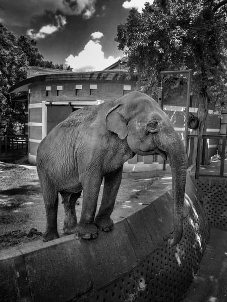 Elephant